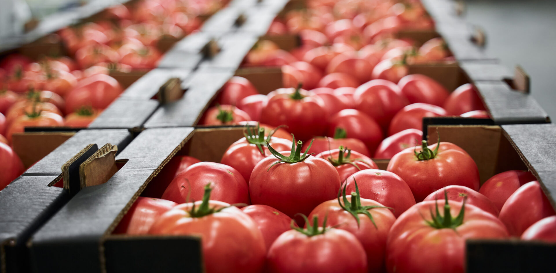 pomidory w kartonach